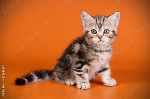 American Shorthair Cat On Colored Backgrounds Buy This Stock