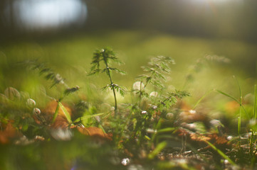 Sticker - green grass in the forest