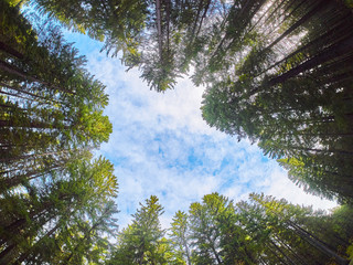 Poster - trees from the bottom up. Autumn forest