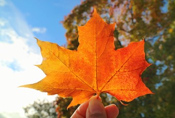Wall Mural - Hand holding red maple leaf with blurred of colorful tree leaves and blue sky background. Nature in autumn background concept.