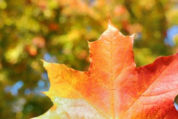 Wall Mural - Red maple leaf with blurred of colorful tree leaves background. Nature in autumn background concept.