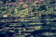 © n_u_t - Beautiful waterlily or lotus flower in pond.