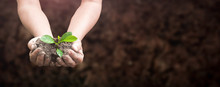 World Environment Day Concept: Human Hands Holding Seed Tree With Soil On Blurred Agriculture Field Background