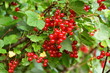 fruits of summer currant growing on bushes