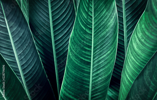 Fotomural green leaf texture background