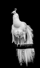 A White Leucistic Peacock Perched On A Branch With Black Background
