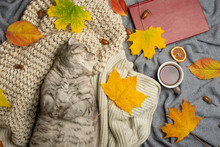 Lazy Cat Is Sleeping On Soft Woolen Sweater On Sofa, Decorated With Led Lights. Winter Or Autumn Weekend Concept, Top View.