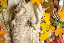 A Lazy Cat Is Sleeping, On A Rug With Leaves, A Top View With Empty Space Under The Inscription, Concept Of Warmth, Rest, Winter, Autumn, Comfort