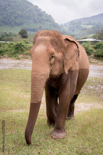 Elephant Walking Towards The Camera After Going Through The Water In A An Elephant Rescue And Rehabilitation Center In Northern Thailand Asia Buy This Stock Photo And Explore Similar Images