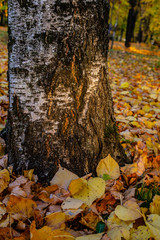 Wall Mural - autumn leaves in forest