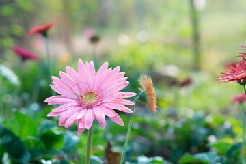 Beautiful gerbera pink in the garden