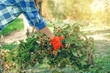 © Kabardins photo - Woman gardener cleans branches leaves in the garden sun nature