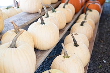 Pumpkin selection  for Halloween 