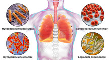 Human Respiratory Pathogens, 3D Illustration. Mycobacterium Tuberculosis, Streptococcus Pneumoniae, Mycoplasma Pneumoniae, Legionella Pneumophila