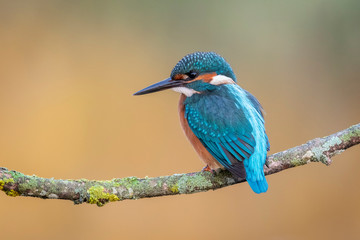 alcedo atthis, common kingfisher
