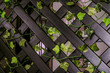 Home wooden decorative lattice fencing close-up