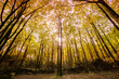 sous bois avec des arbres aux couleurs passées de l'automne