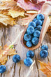 Autumn harvest blue berries of the sloe in a wooden scoop out of the olive tree . Autumn background