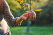 Female hands touching apple in orchard. Harvesting season. 