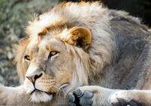 Young Male Lion Resting