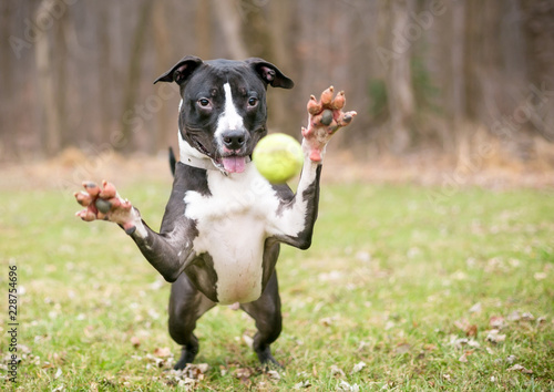 A Black And White Pit Bull Terrier Mixed Breed Dog Jumping With A Black And White Pit Bull Terrier
