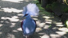 Victoria Crowned Pigeon In Bali Birds Park And Zoo