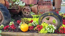 A Pumpkin Plant With Large Orange Fruits Are Growing Around An Old Tractor Decorated At The Entrance Of A Pumpkin Patch