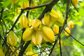 Star fruit ( carambola ) hanging on a tree