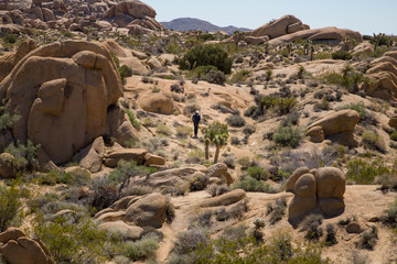 Man takes a walk in Jumbo Rock, Joshua Tree, CA