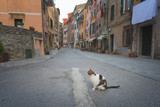 Fototapeta Uliczki - Old street with a cat sitting on the middle, Vernazza, Cinque Terre, Italy.