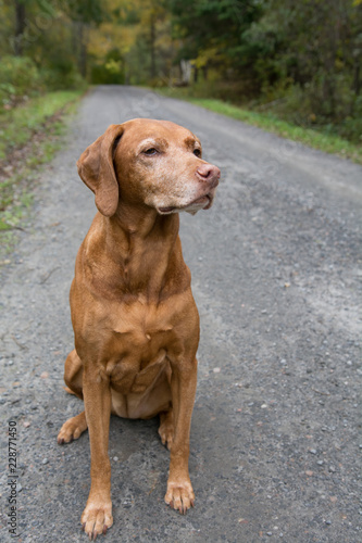 old vizsla