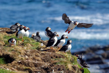Puffins Preparing Nests For Young In Early Summer