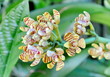 Closeup Tropical Wild Orchid 