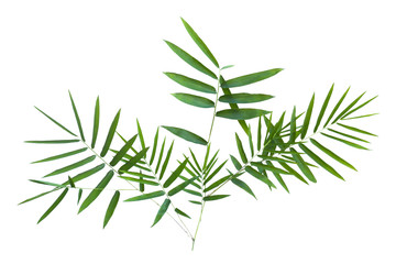  bamboo isolated on gray background with clipping path