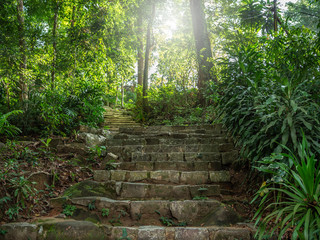 Stone staircase in the forest