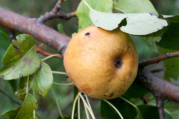 Yellow pear on a tree branch with green, slightly damaged leaves