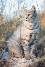 Gray Cat British Breed Sitting In The Grass