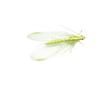 Common Green Lacewing Chrysoperla Carnea On White Background