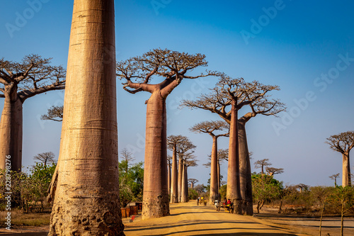 Cuadros en Lienzo Avenue of the Baobabs near Morondova, Madagascar.