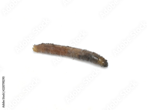 Fotografía Tipulidae cranefly larvae isolated on white background