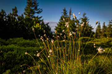 Wall Mural - Tall green grass on the meadow with trees on Velky Keprnik, Jeseniky, Czech Republic