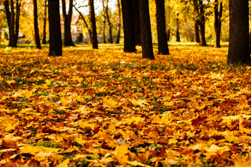 Wall Mural - Colorful yellow autumn leaves of a maple in the autumn forest