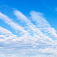Wall Mural - palm shaped clouds in blue sky