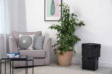 Stylish Room Interior With Armchair And Potted Ficus
