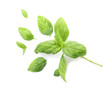 © New Africa - Fresh green basil leaves on white background, top view