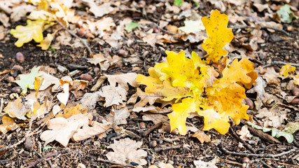 Wall Mural - panoramic view of leaf litter with fallen oak leaf