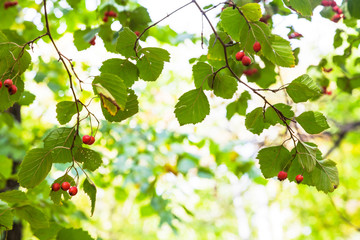 Sticker - ripe hawthorn fruits on tree in autumn forest