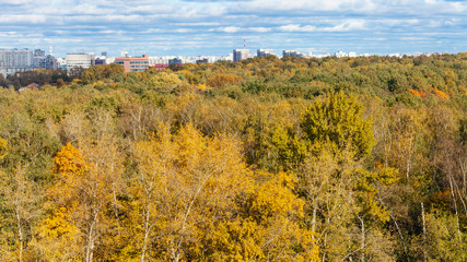 Sticker - yellow forest and city street in autumn