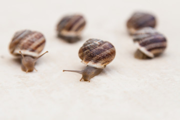 race of large grape snails with brown shells on a white textured surface