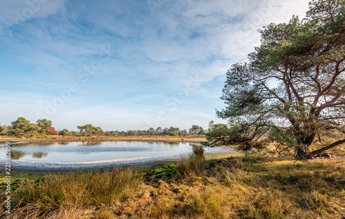 Fotografia, Obraz Small fen in a Dutch nature reserve largely dried up due to the persistent droug